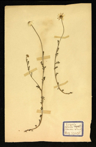 Matricaire inodora L (Matricaire comm???), famille des Composées, plante prélevée à Dromesnil (Champ), 5 juillet 1938