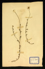Matricaire inodora L (Matricaire comm???), famille des Composées, plante prélevée à Dromesnil (Champ), 5 juillet 1938