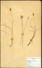 Carex Pulicaris, famille des Cypéracées, plante prélevée à Grandvilliers (Oise, France), zone de récolte non précisée, en juin 1969