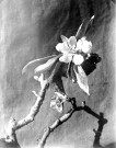 Composition florale : une branche d'iris en fleurs