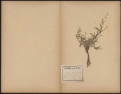 Polygonum Minus - Polygonum Pusillum, plante prélevée à Cires-lès-Mello (Oise, France), n.c., 5 août 1889