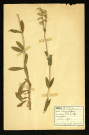 Silene inflata (Silène enflé), famille des Caryophyllacées, plante prélevée à Dromesnil, 7 mai 1938