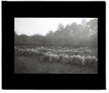 Moutons route de Conty - août 1913