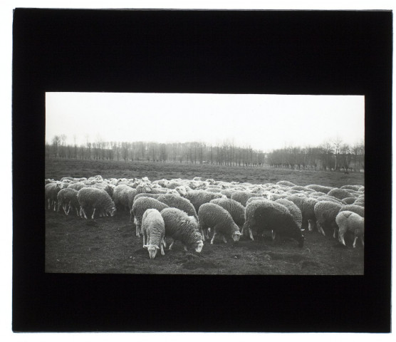 Troupeau de moutons marais de Longueau - mars 1905