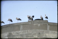 Cigognes sur le chateau d'eau de Fort-Mahon