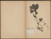 Potamogeton Plantagineus (Legit Dacheux), plante prélevée à Lyon (Rhône, France), n.c., 20 mai 1887
