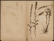 Epipactis Atrorubens, plante prélevée à [Lieu inconnu], n.c., [1889-1891]