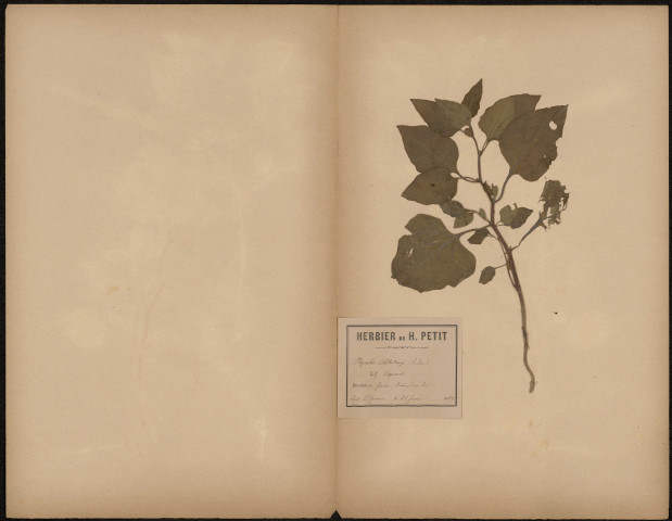Physalis Alkekengi, Vulg. Coqueret, plante prélevée à Guise (Aisne, France), à la lisière d'un bois, 28 juin 1889