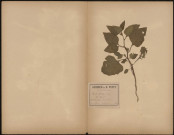 Physalis Alkekengi, Vulg. Coqueret, plante prélevée à Guise (Aisne, France), à la lisière d'un bois, 28 juin 1889