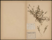 Viola sabulosa Boreau, plante prélevée à Saint-Quentin-en-Tourmont, dans les dunes, 25 août 1889