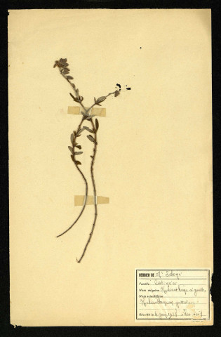 Helianthemum guttatum (Helianthème à gouttes), famille des Cistinées, plante prélevée à Dromesnil,