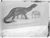 Fig. 297. - Forme et grandeur probables de l'atlantosaure : le plus grand des animaux qui aient jamais existé (longueur 35 mètres)