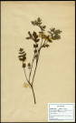 Apium nodiflorum, Faux cresson de fontaine ou Ache nodiflore, famille des Ombellifères, plante prélevée à Grandvilliers (Oise, France), zone de récolte non précisée, en juin 1969