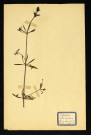 Galium aparine L (Gaillet Gratteron), famille des Rubiacées, plante prélevée à Dromesnil (Haie), 14 mai 1938
