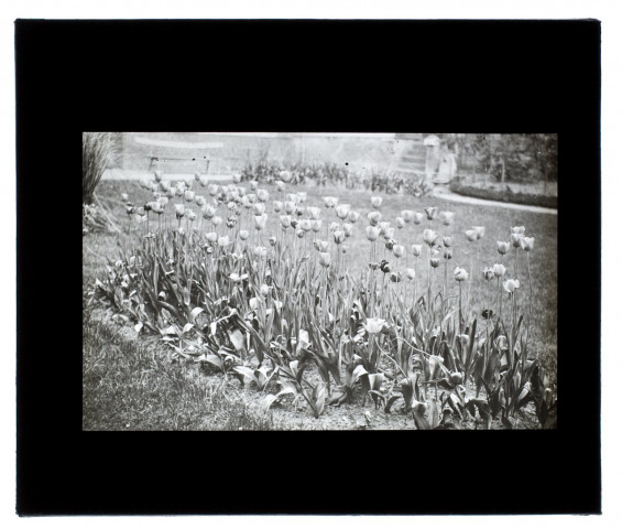 Massif de tulipes - 89 Vulfran-Warmé - juin 1911