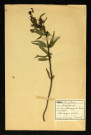 Melampyrum arvensis (Mélampyre des champs), famille des Scrofulariacées, plante prélevée à Dromesnil, 8 juin 1938