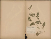 Vicia Sepium (l.sp), prélevée à Querrieux (Somme, France), dans un bois, 7 mai 1889