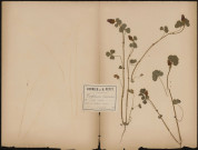 Trifolium Incarnatum Trèfle anglais, plante prélevée à Athies (Somme, France), dans un champ, 15 juin 1888
