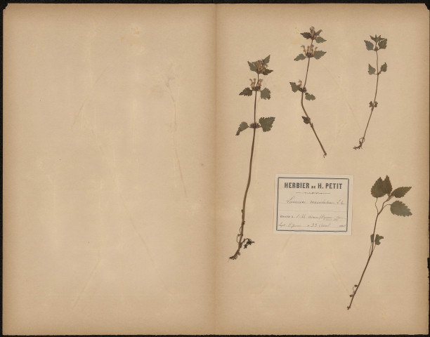 Lamium Maculatum, plante prélevée à Hermes (Oise, France) et à L'Isle-Adam (Val-d'Oise, France), n.c., 23 avril 1888 et 8 août 1889