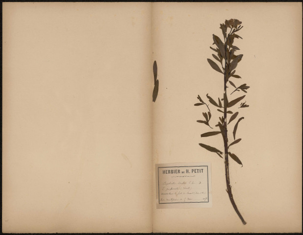 Euphorbia dulcis subsp. purpurata (Thuill.) - Euphorbe pourprée, Euphorbe de Deseglise, plante prélevée à Sénart (forêt domaniale, Île-de-France, France), dans la forêt de Sénart (Seine et Oise), 5 mai 1858