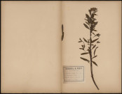 Euphorbia dulcis subsp. purpurata (Thuill.) - Euphorbe pourprée, Euphorbe de Deseglise, plante prélevée à Sénart (forêt domaniale, Île-de-France, France), dans la forêt de Sénart (Seine et Oise), 5 mai 1858