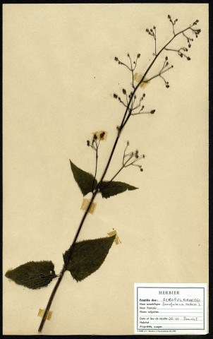 Scrofularia Nodosa, famille des Scrofulariacées, plante prélevée à Cottenchy (Somme, France), au Paraclet, en mai 1969