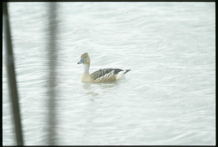 [Fuligules, canards plongeurs]