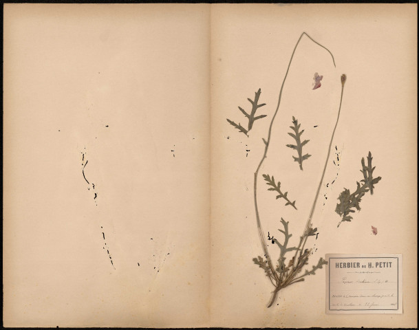 Papaver Dubium, plante prélevée à Amiens (Somme, France), dans un champs près de la route de Doullens, 22 juin 1888