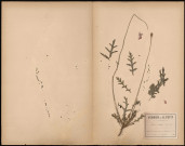 Papaver Dubium, plante prélevée à Amiens (Somme, France), dans un champs près de la route de Doullens, 22 juin 1888