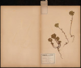 Euphorbia Helioscopia - Euphorbe réveille-matin, plante prélevée à Ailly-sur-Somme (Somme, France), sur la route du bois, 22 mai 1888
