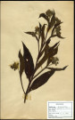 Symphytum officinale, Grande consoude, famille des Borraginacées, plante prélevée à Boves (Somme, France), zone de récolte non précisée, en juin 1969