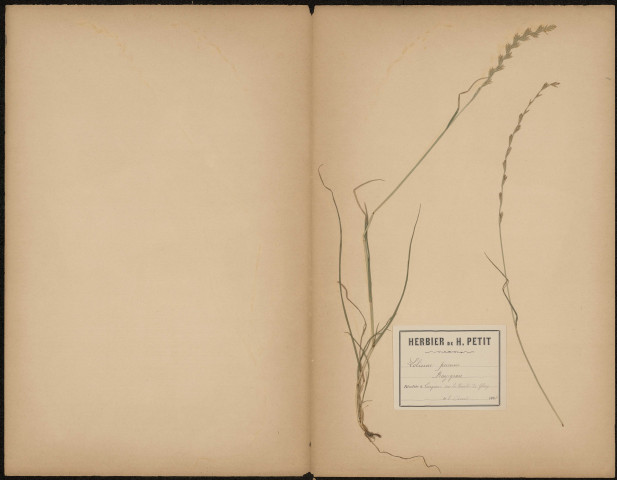 Lolium Perenne Ray-grass, plante prélevée à Longueau (Somme, France), sur la route de Glisy, 8 août 1888