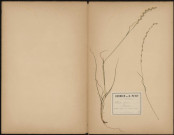 Lolium Perenne Ray-grass, plante prélevée à Longueau (Somme, France), sur la route de Glisy, 8 août 1888