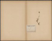Luzula Multiflora variété Congesta, plante prélevée à Talmas (Somme, France), Talma - [Val de Malson], 9 juin 1889