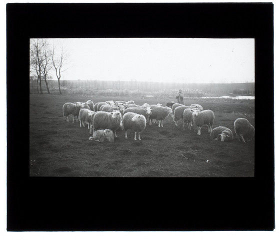 Troupeau de moutons marais de Longueau - février 1905