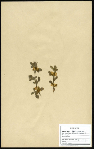 Ononis Repens, famille des Papillionacées, plante prélevée au Crotoy (Somme, France), près de La Maye, en mai 1969