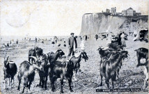 Les chèvres sur la plage