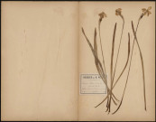 Narcisses Poeticus - Jeannette Blanche, plante prélevée à Querrieux (Somme, France), dans les prairies avant d'arriver au bois, 18 mai 1889