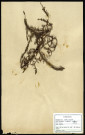 Calluna vulgaris Salisb. (Callune commune, Callune, Béruée, Bruyère commune), famille des Ericinées, plante prélevée à Cherré (Sarthe, France), zone de récolte non précisée, en avril 1969