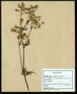 Chacrophyllum silvestre, famille des Ombelliferes, plante prélevée à La Chaussée-Tirancourt (Somme, France), au Camp César, en mai 1969