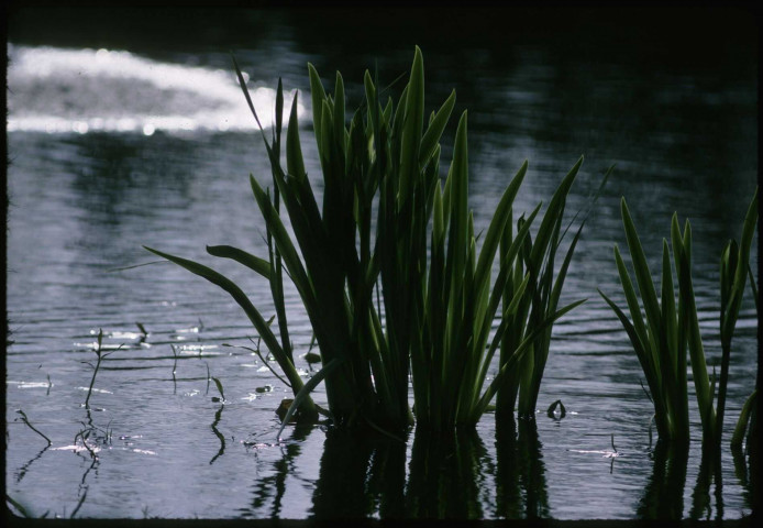 Iris d'eau