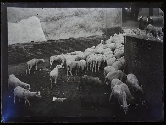 Troupeau de moutons à Vers - juillet 1903