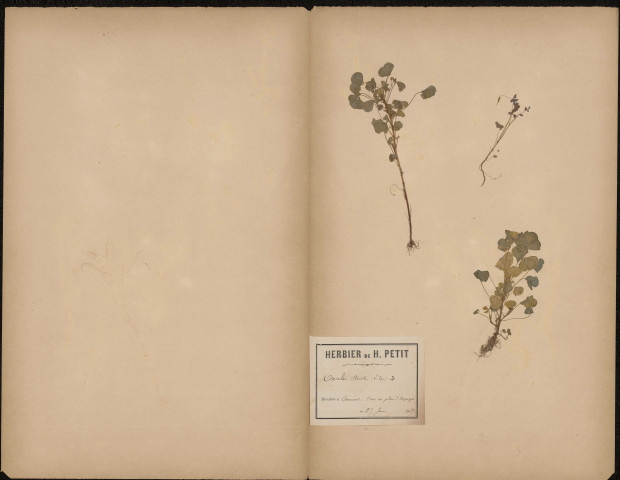 Oxalis Stricta (L. Sp.), plante prélevée à Amiens (Somme, France), dans un plan d'asperges, 25 juin 1889