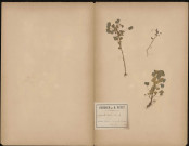 Oxalis Stricta (L. Sp.), plante prélevée à Amiens (Somme, France), dans un plan d'asperges, 25 juin 1889