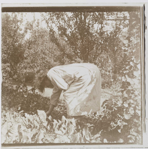 Une femme cueille des plantes