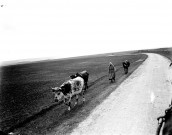 Scène rurale. Une paysanne rentrant ses vaches