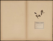 Brunella Grandiflora, plante prélevéeà [Lieu inconnu], n.c., [1888-1889]