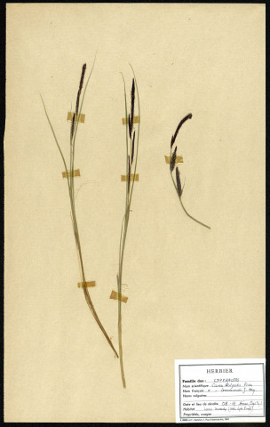 Carex vulgaris E. Fries, Carex goodenowii J.Gay, famille des Cypéracées, plante prélevée à Boves (Somme, France), à l'étang Saint-Ladre, en mai 1969