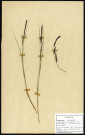 Carex vulgaris E. Fries, Carex goodenowii J.Gay, famille des Cypéracées, plante prélevée à Boves (Somme, France), à l'étang Saint-Ladre, en mai 1969