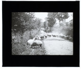Moutons à Bourbel, Seine-Inférieure - 1911